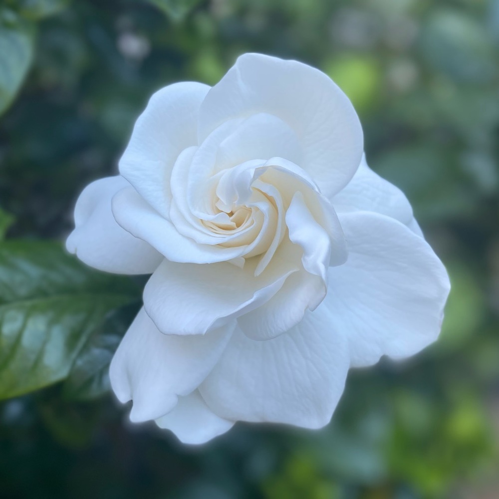 Meet your Posher, Bevin